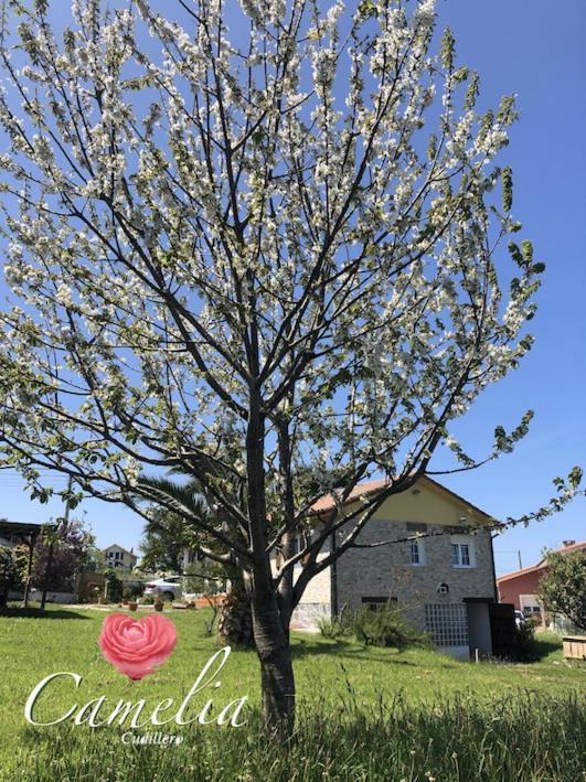 AlbuerneCamelia Casina Rural别墅 外观 照片