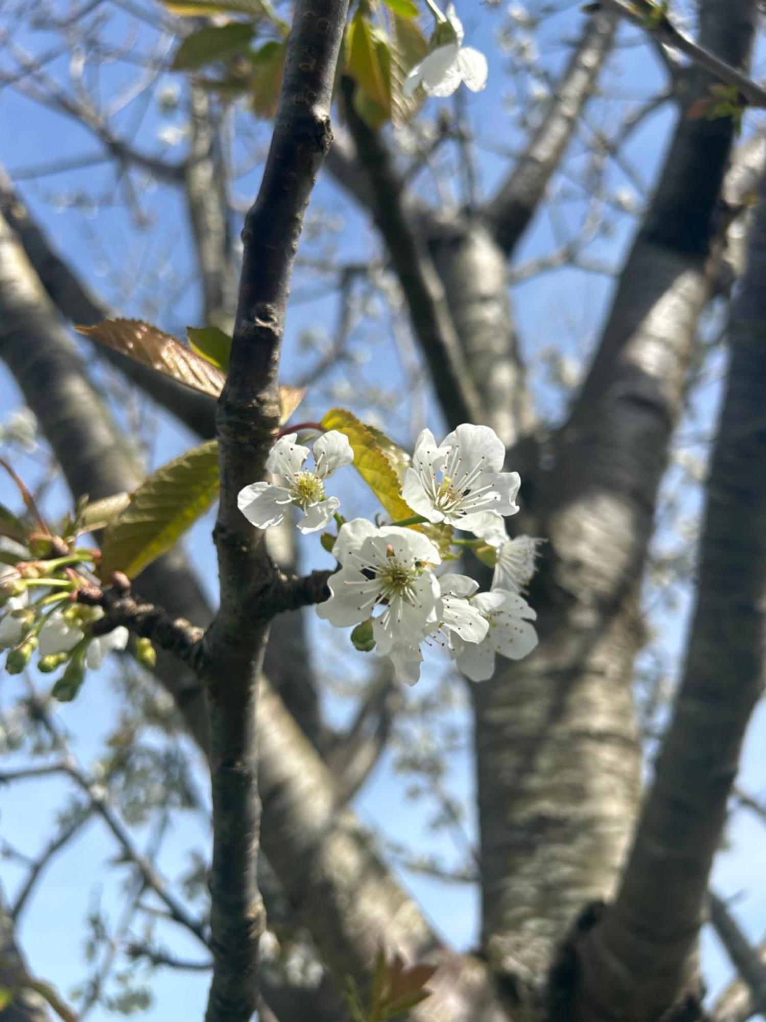 AlbuerneCamelia Casina Rural别墅 外观 照片